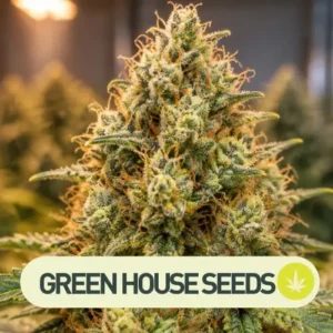 super lemon haze auto green house seeds