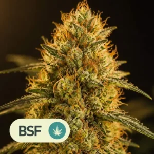 tangie bsf feminizada