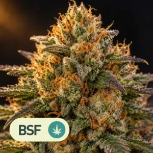 tangie xxl auto bsf