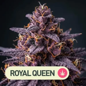 tropicana cookies purple auto royal queen seeds