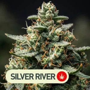 ultra mohan ram auto silver river seeds